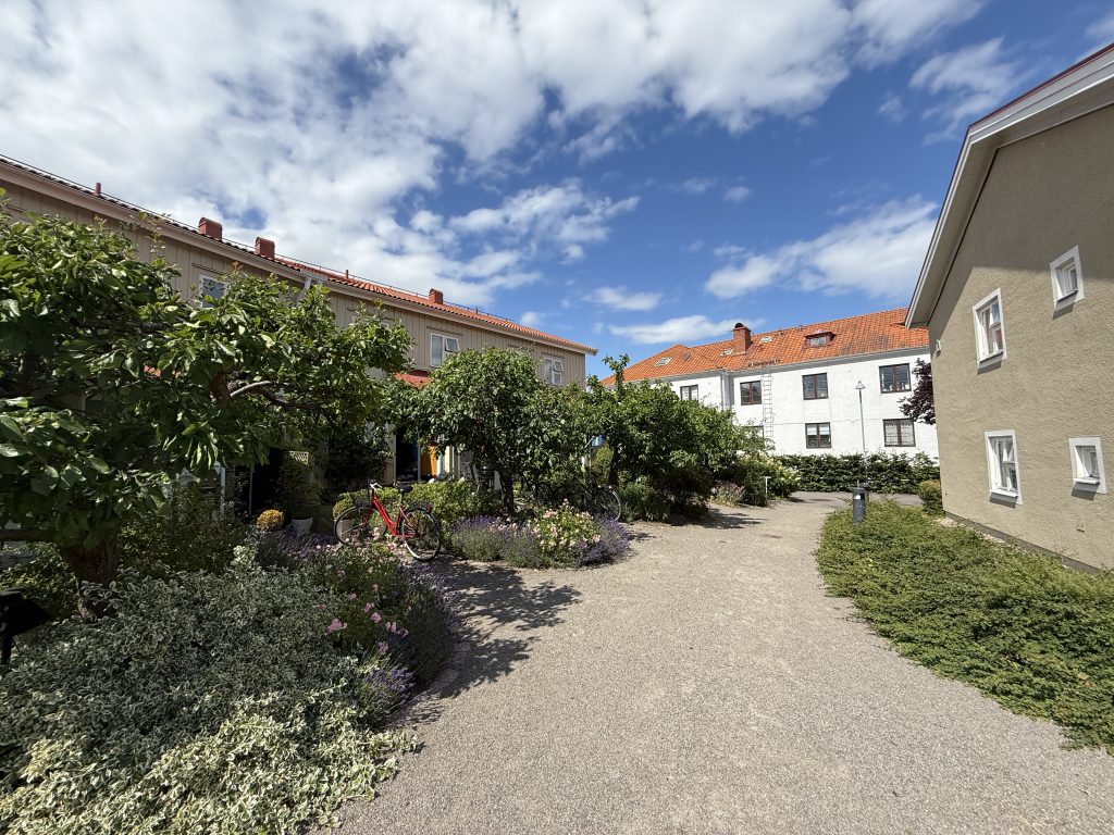Gullregnet 24